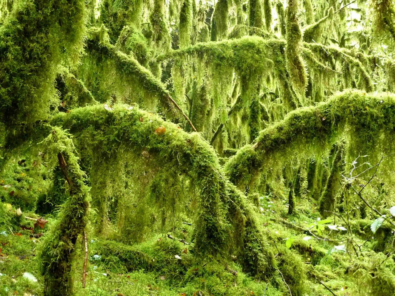 Les arbres se courbent pour nous saluer