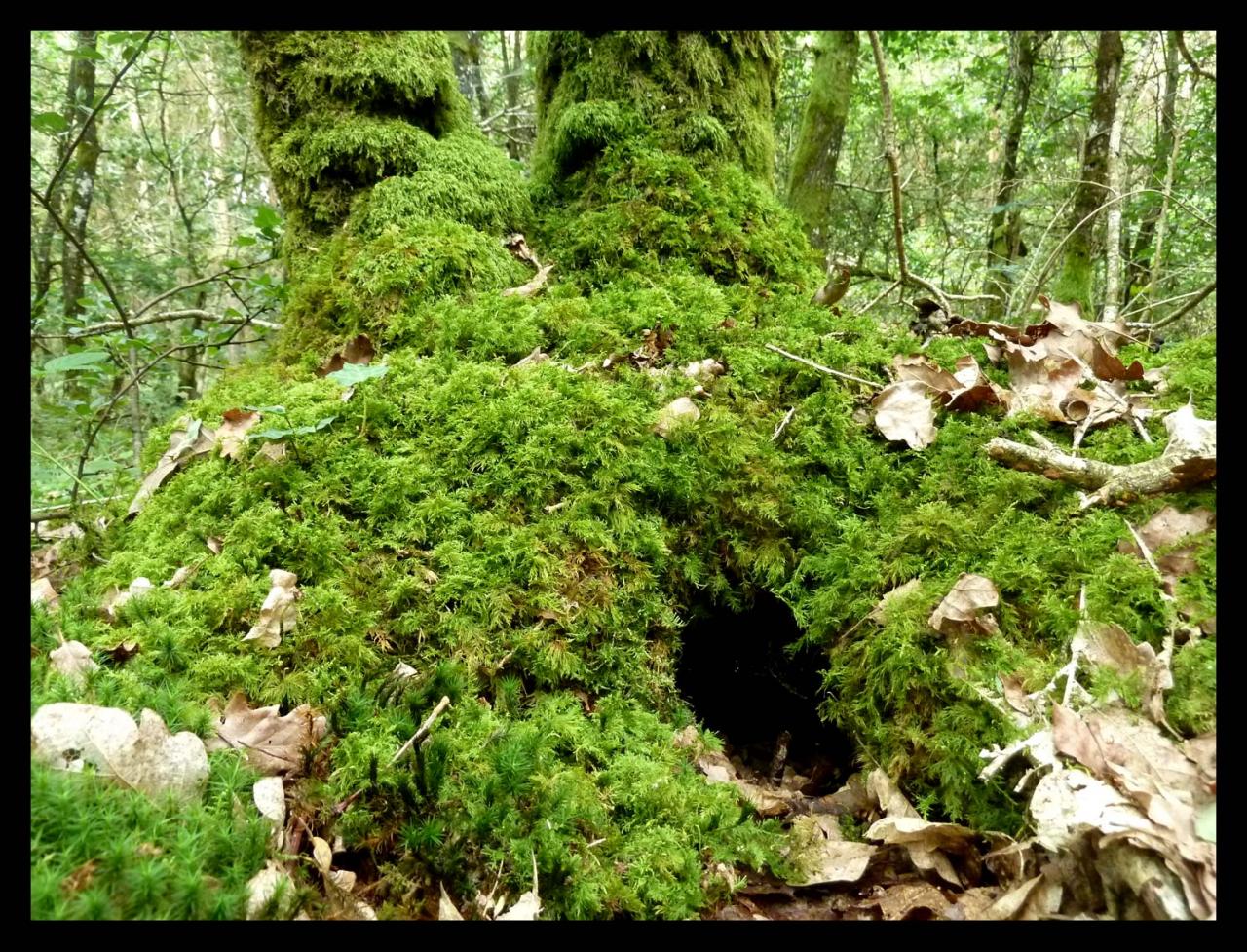 cachette